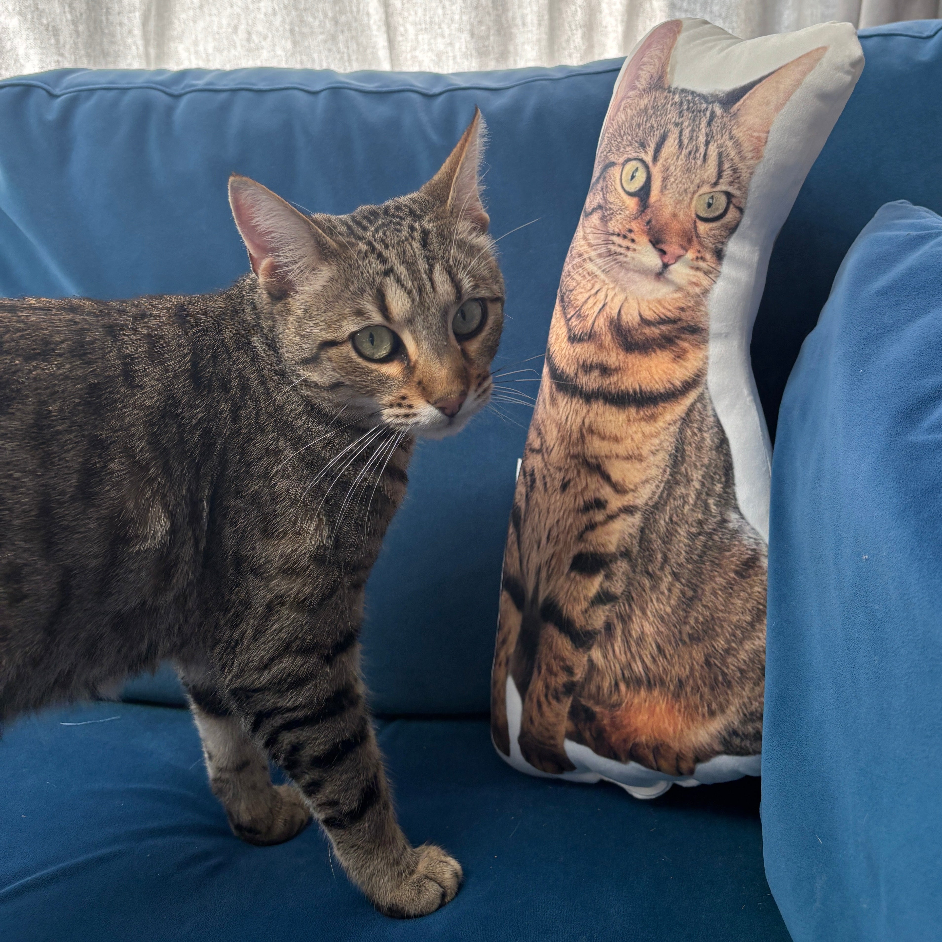 Cat Photo Face Pillow