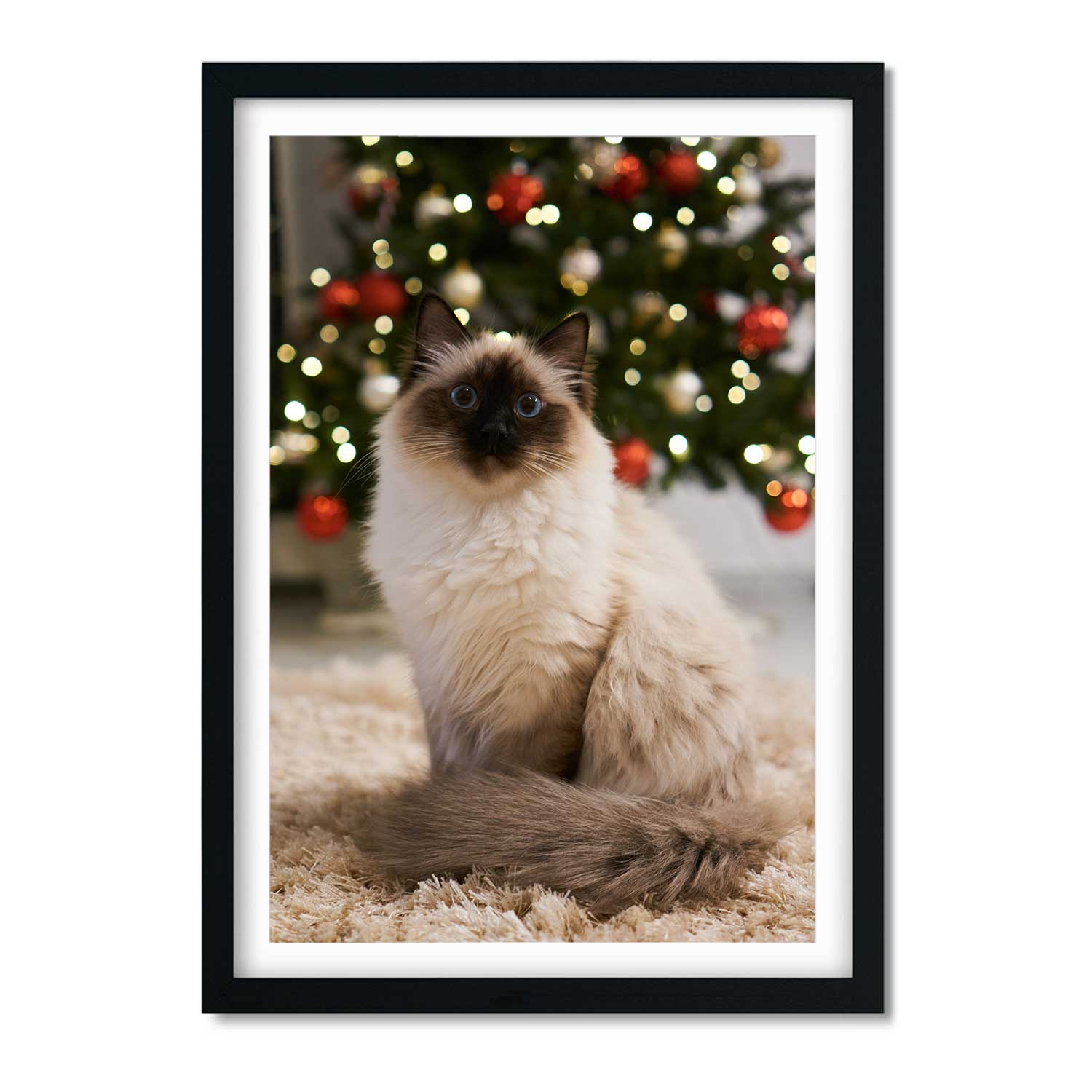 Your Cat Full Photo Print