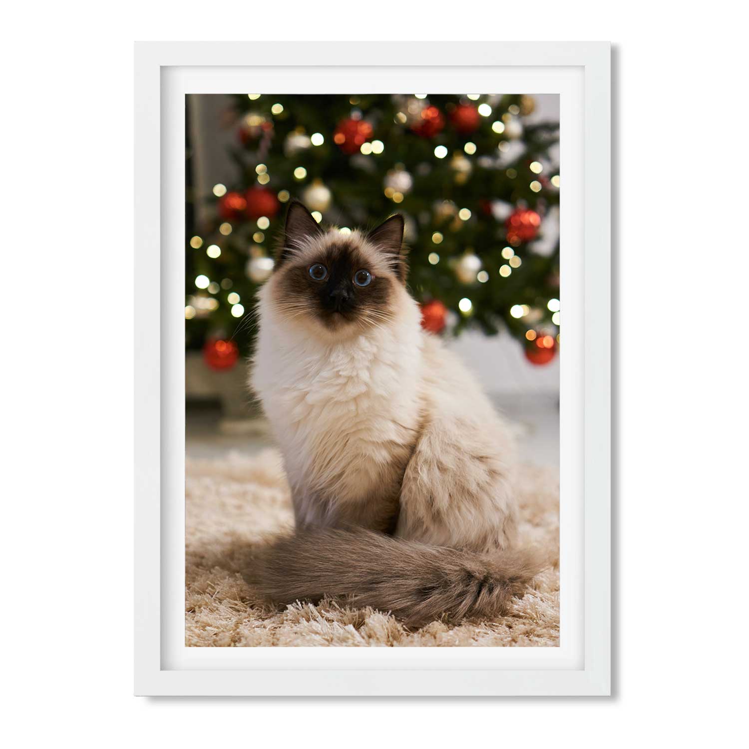 Your Cat Full Photo Print