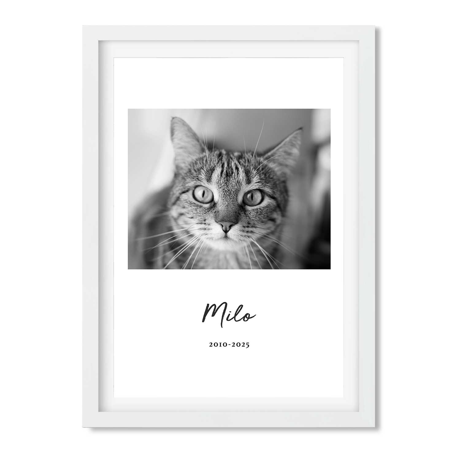 Black and White Cat Memorial Print