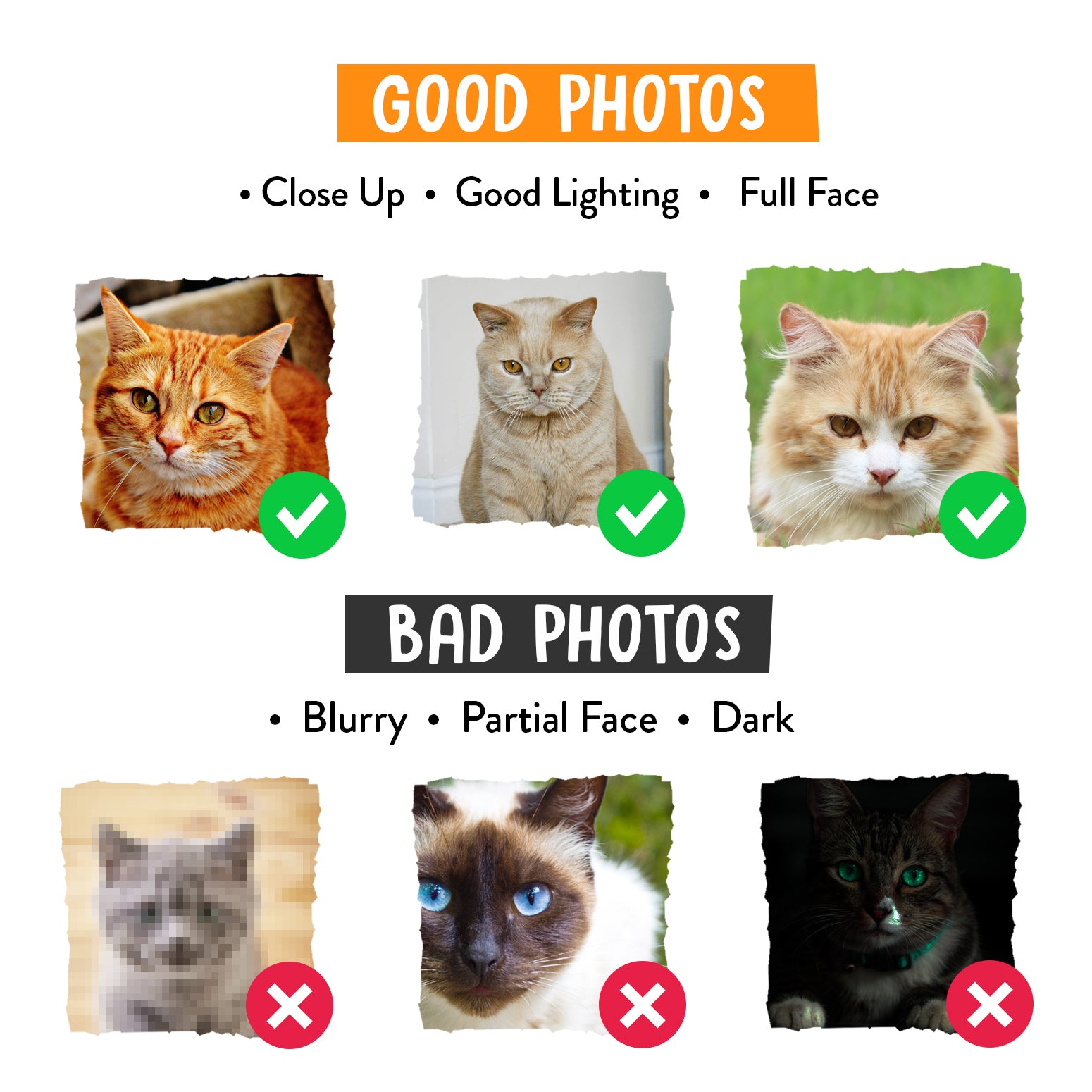 Custom 2 or 3 Cats Portrait