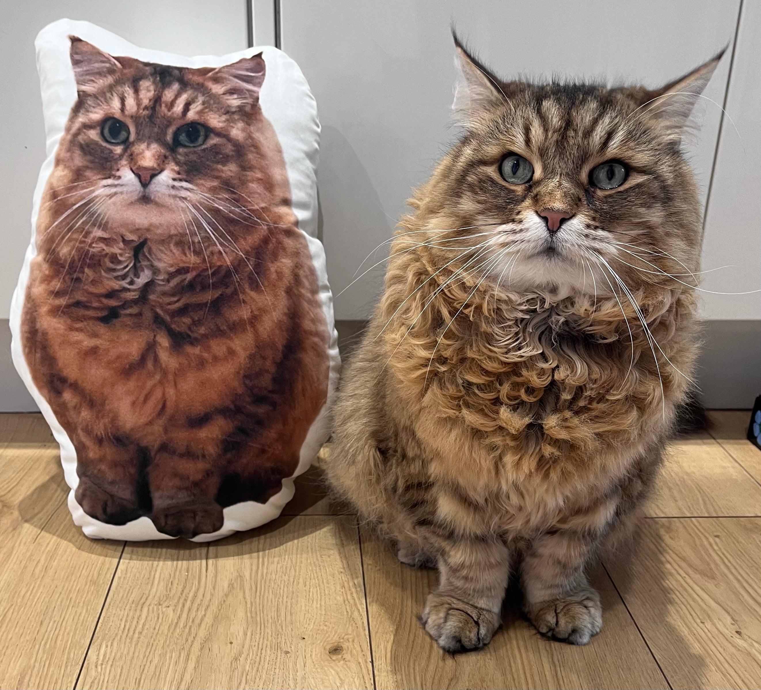 Cat Photo Face Pillow
