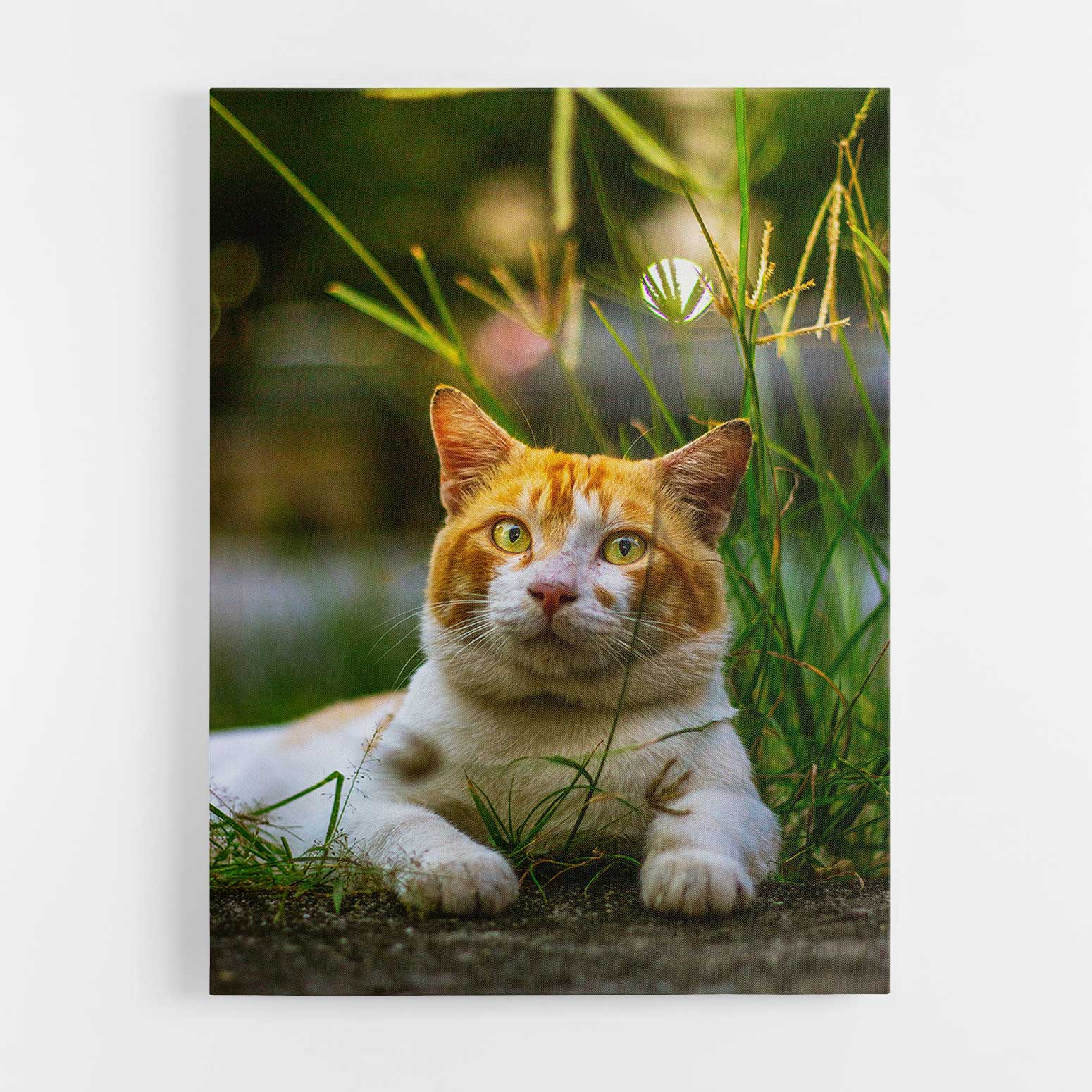 Your Cat Full Photo Canvas