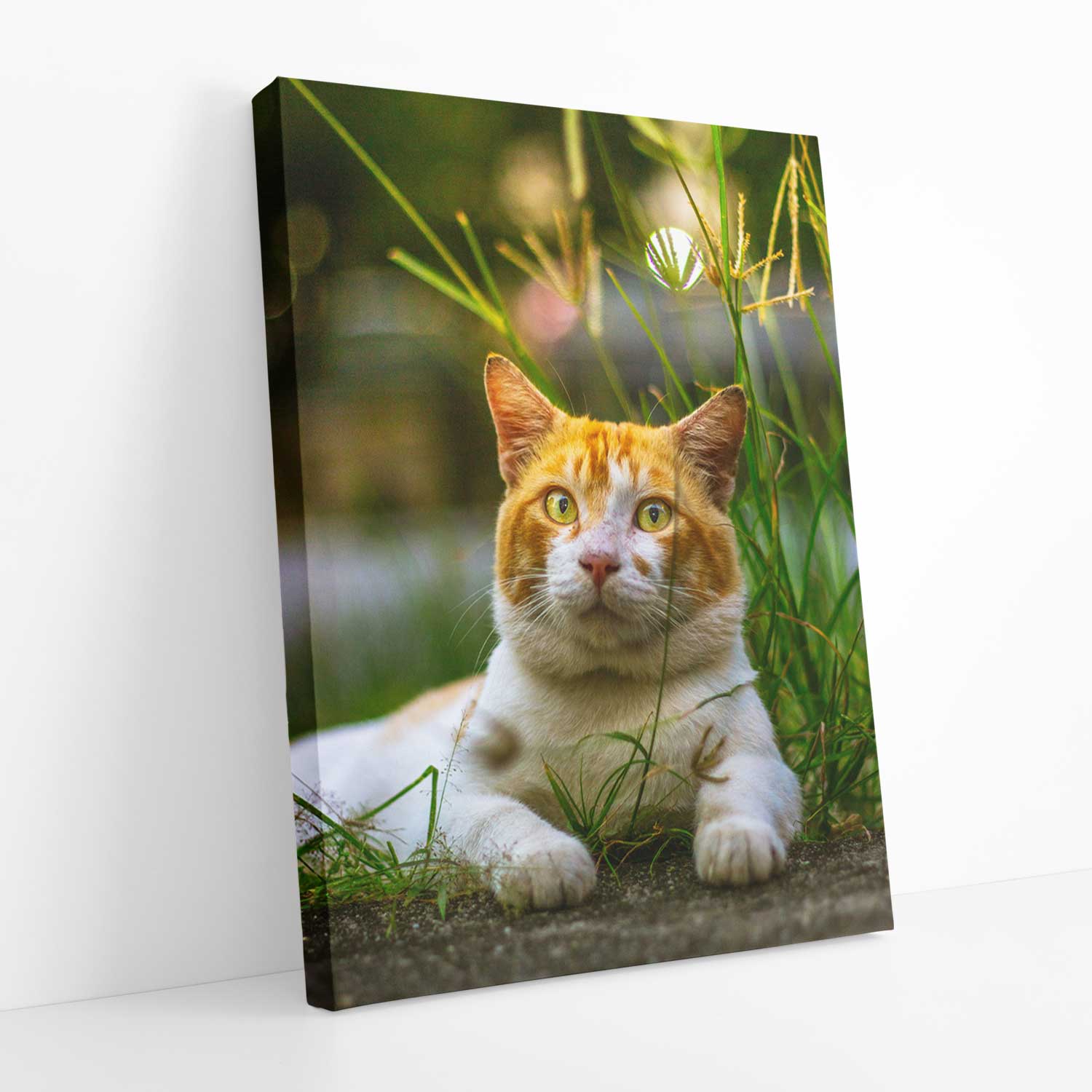Your Cat Full Photo Canvas